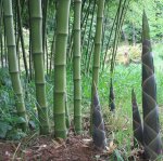 bambuk-phyllostachys-atrovaginata-green-perfume-21.jpg