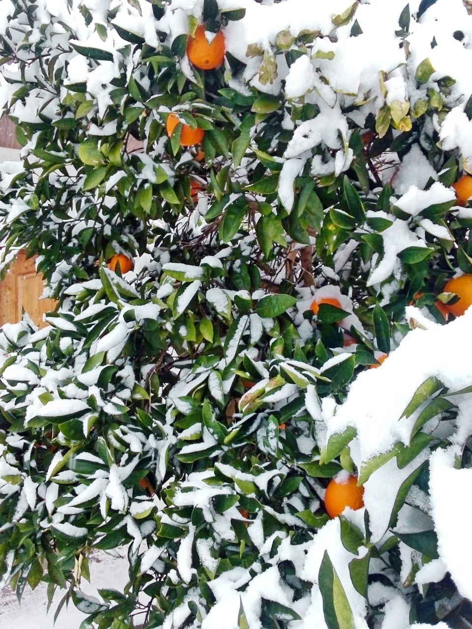 23-12-2021 Молочный, апельсины в снегу.jpg