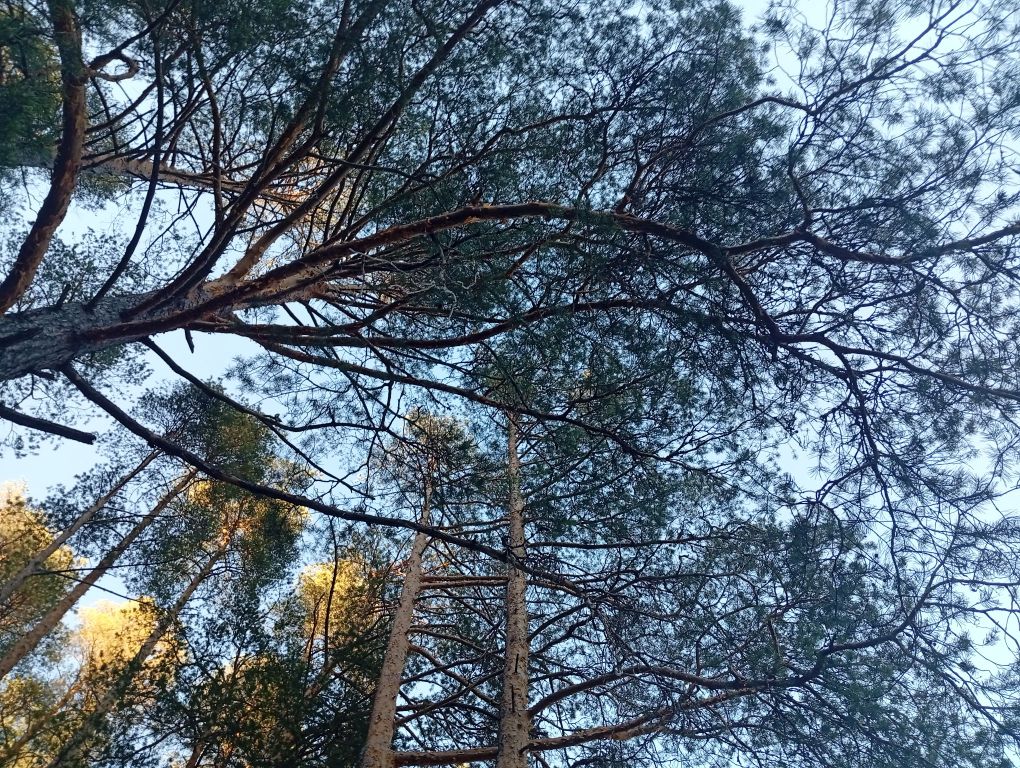 c1_20260507_20220810.jpeg