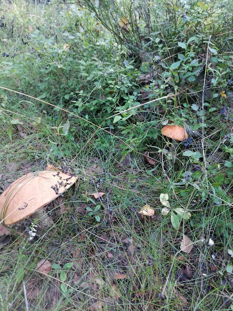 IMG-20240807-WA0002_BXk6nJHF6d.jpeg