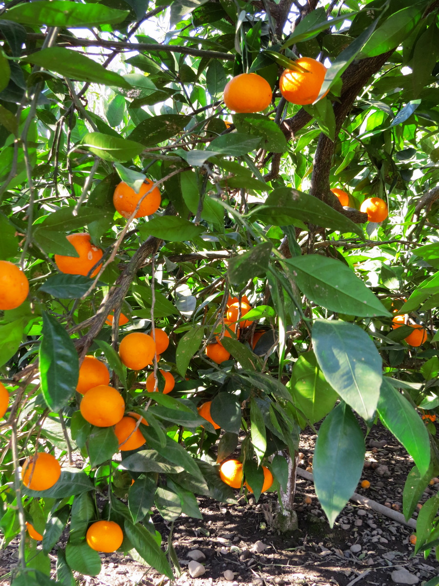 IMG_1012 мандаринчики.JPG