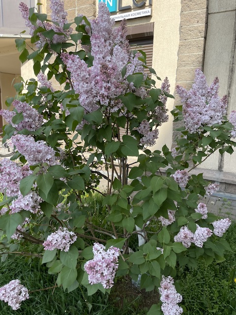IMG_1376.jpeg