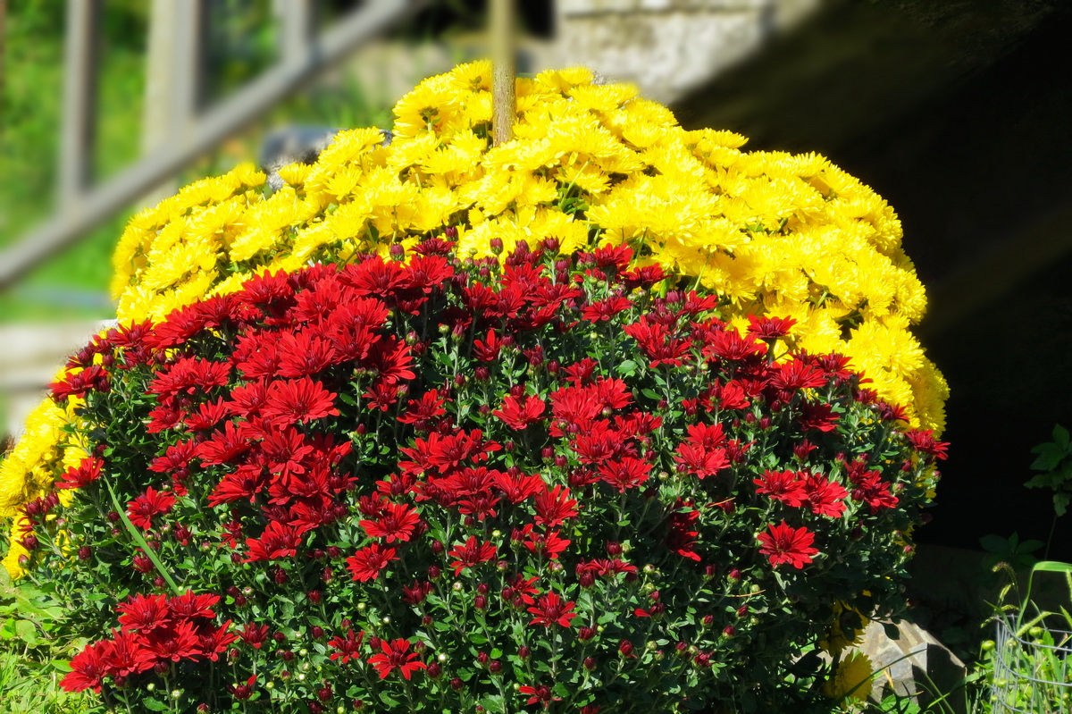 IMG_1528 цветы.JPG