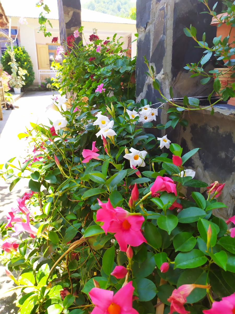 IMG_20210719_130123_resize_39.jpg