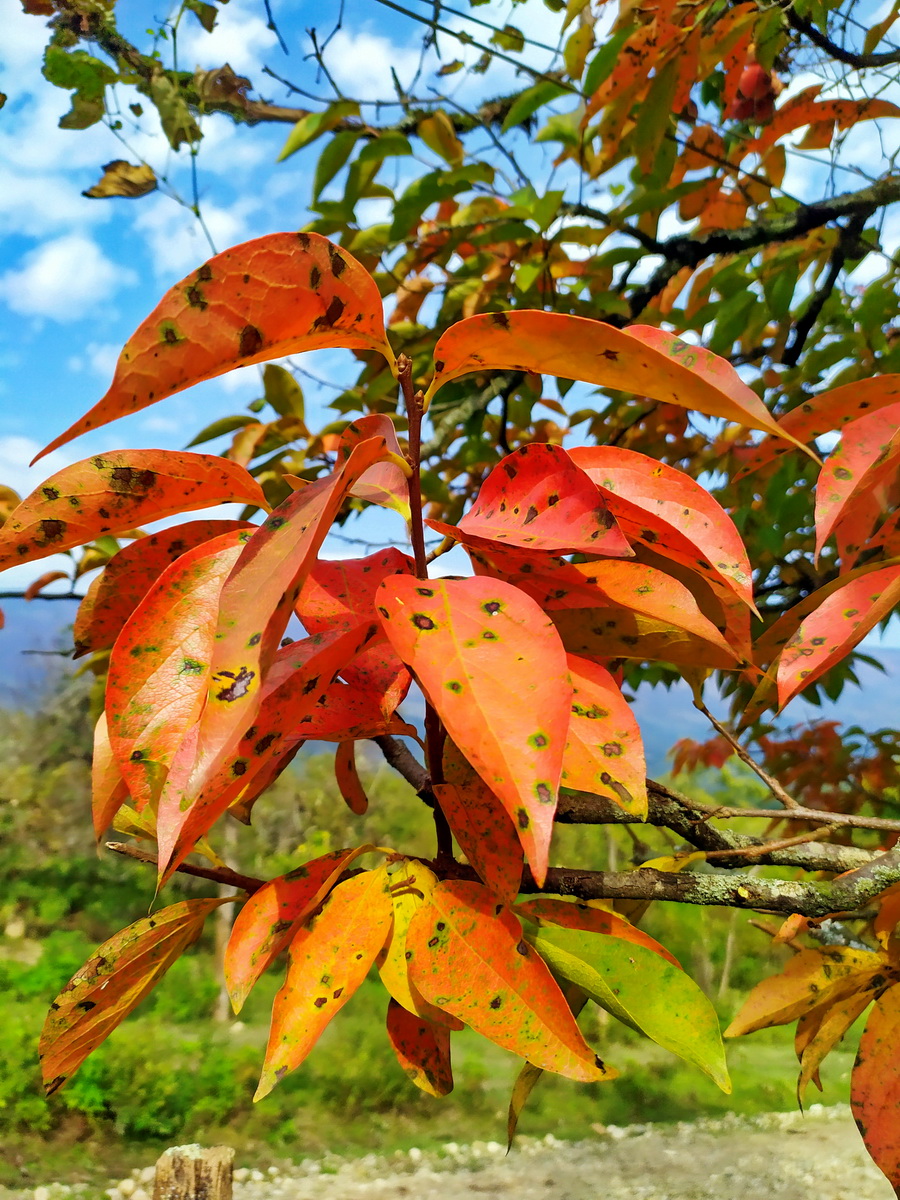 IMG_20211019_хурма.jpg