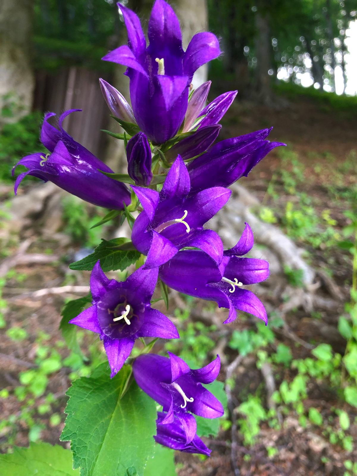 IMG_20220729_0004 Абхазия, горы.jpg