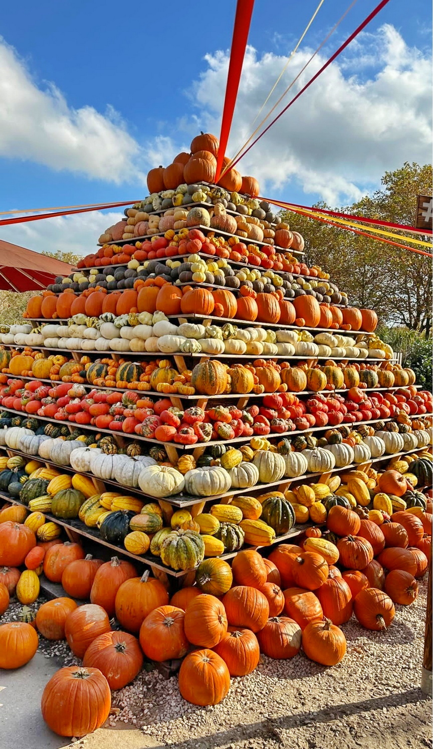 IMG_20241031_2  Pumpkin farm.jpg