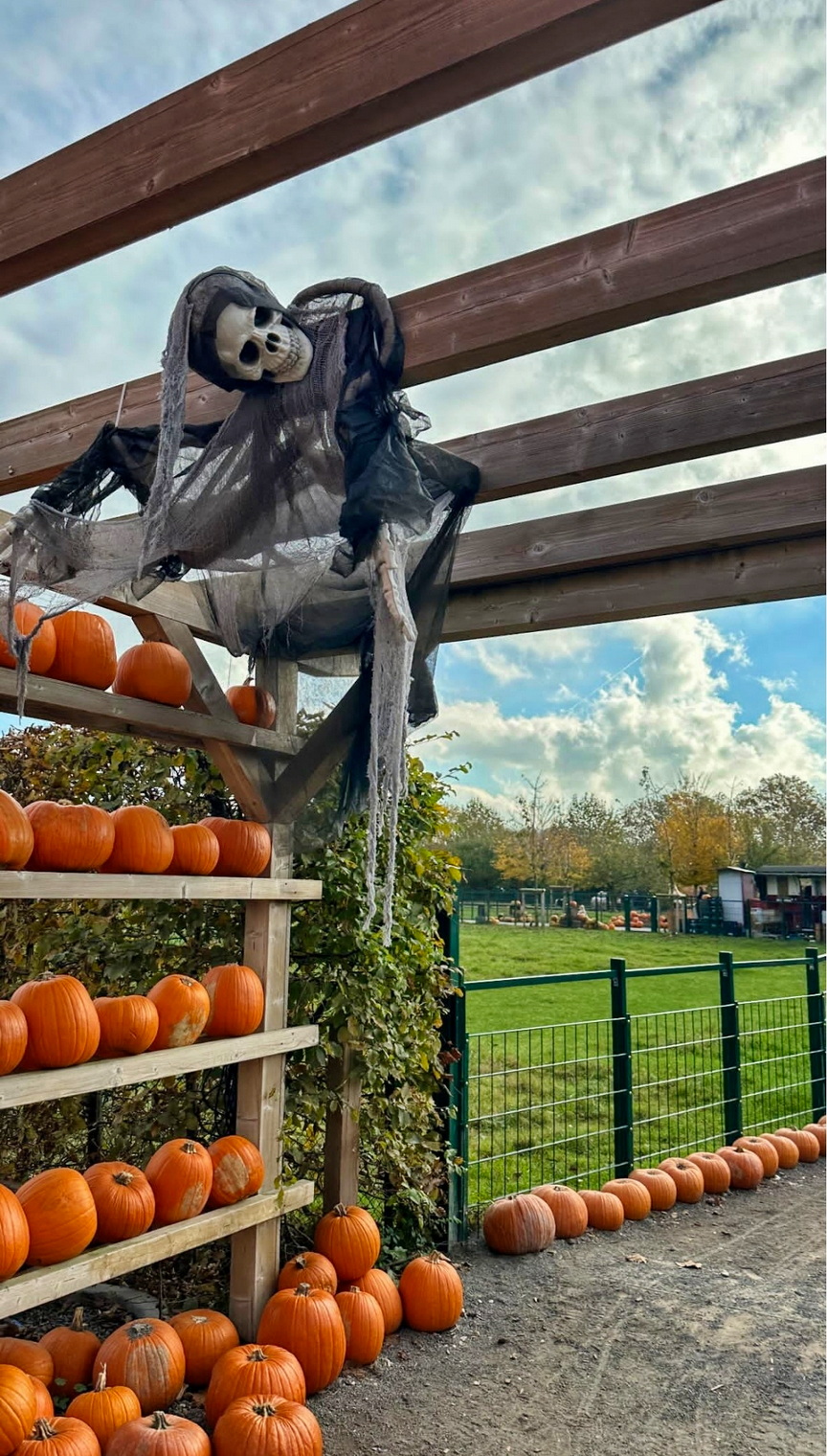 IMG_20241031_4  Pumpkin farm.jpg