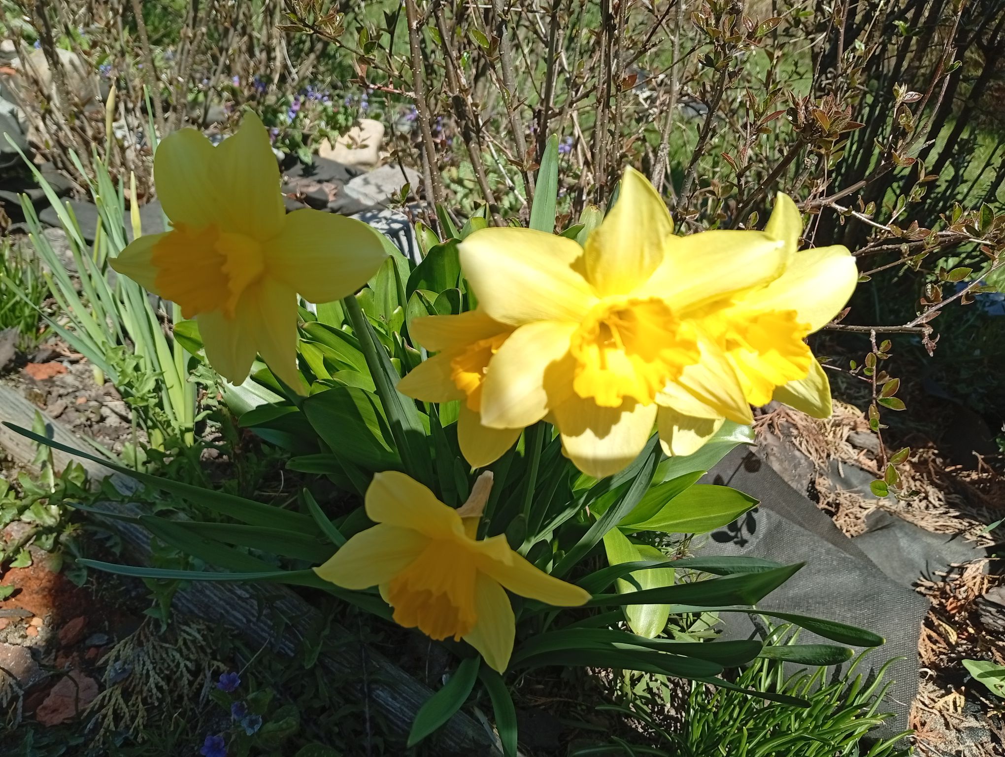 IMG_20260502_123550.jpeg