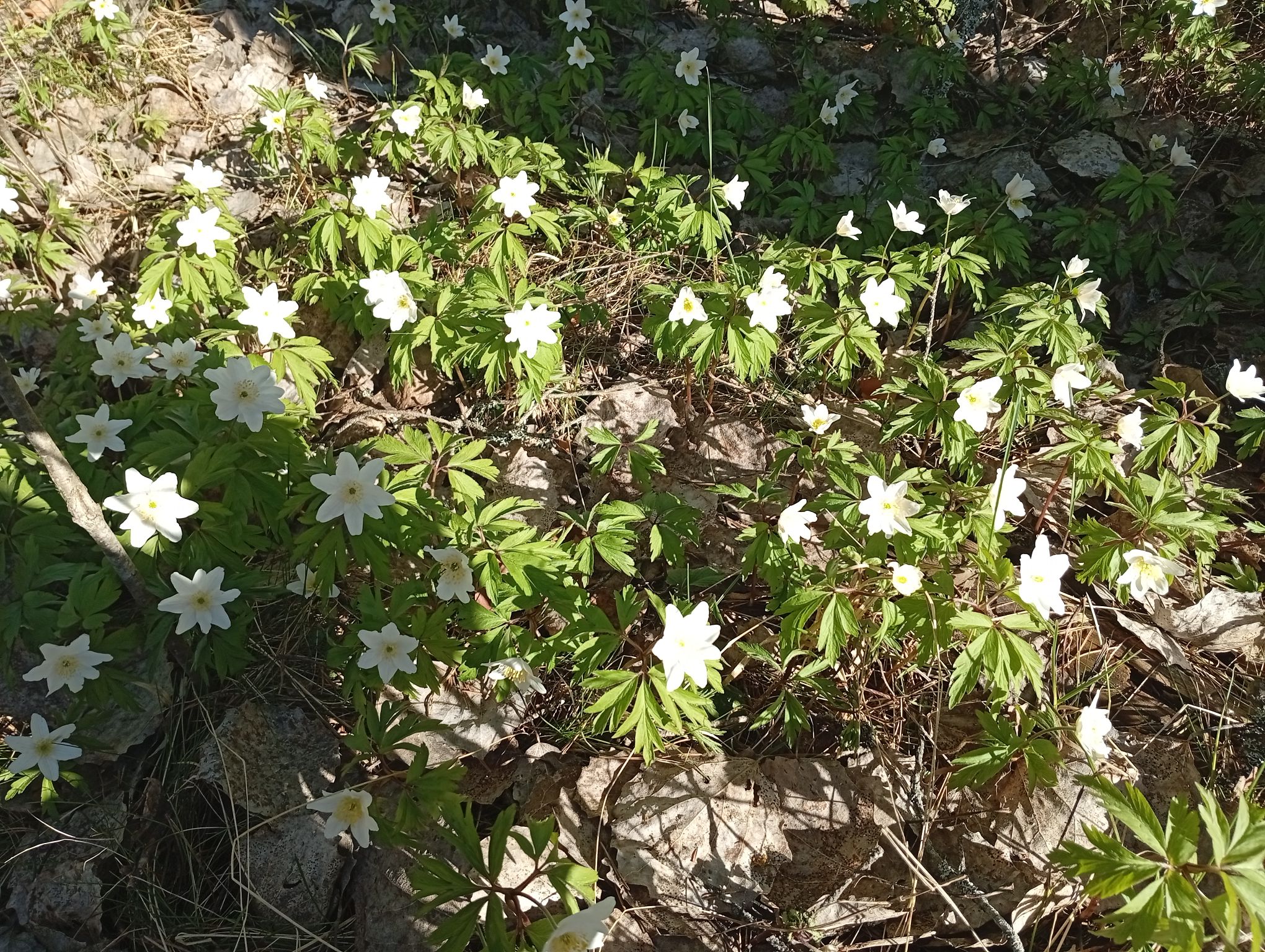 IMG_20260502_171625.jpeg