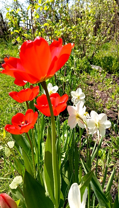 IMG_20260507_122617.jpeg