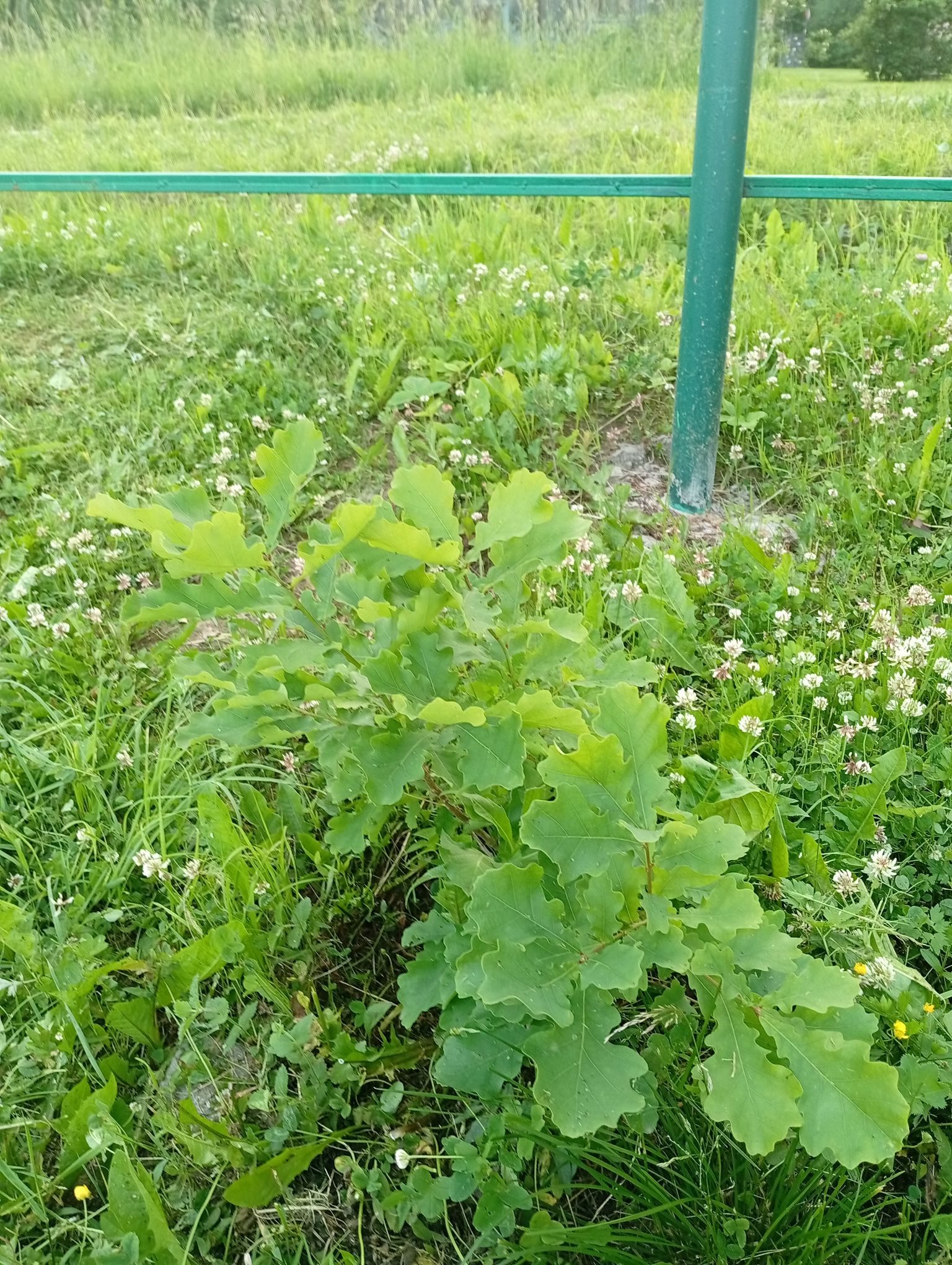 IMG_20260620_204703.jpeg
