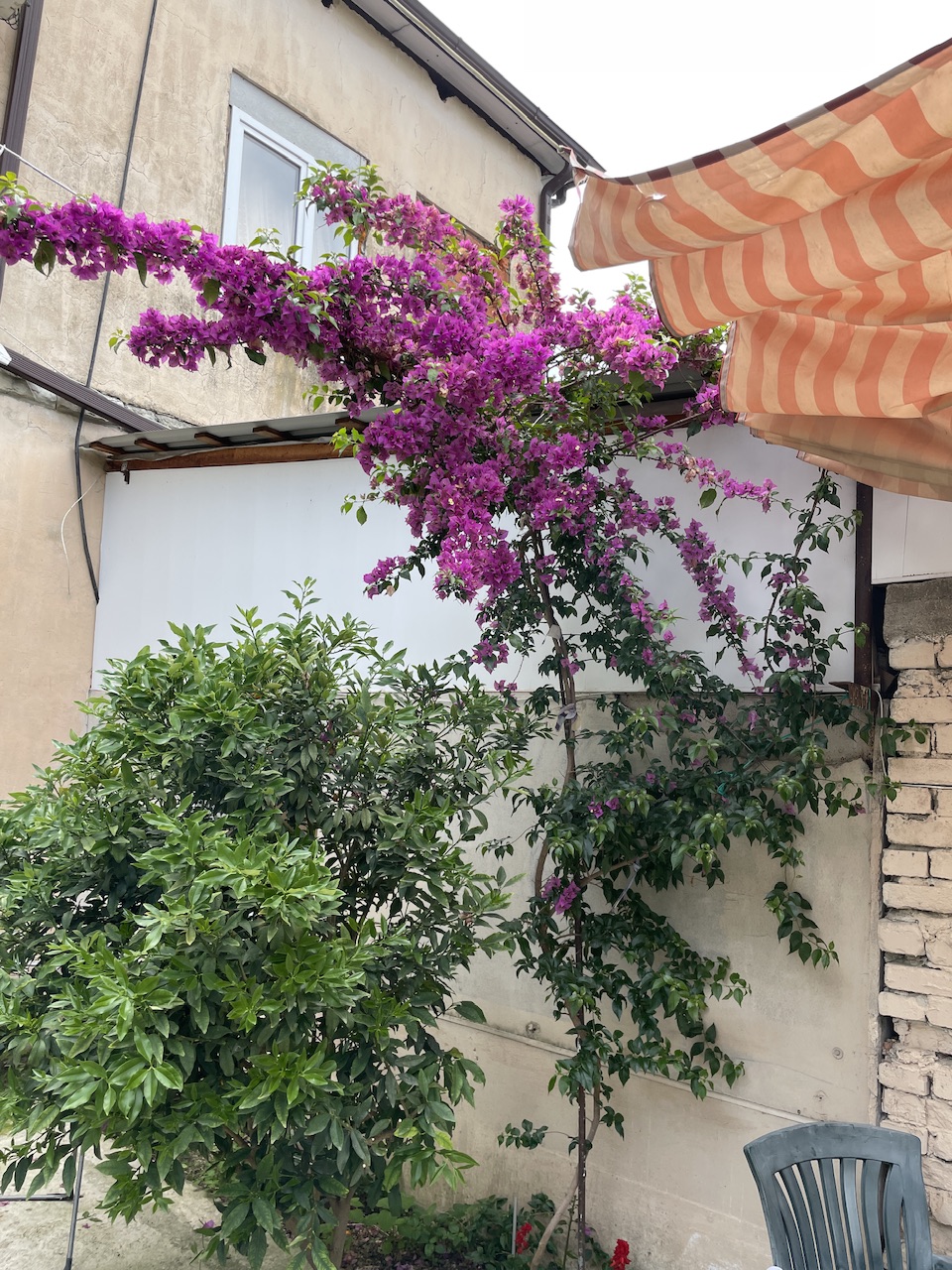 IMG_2358.jpeg
