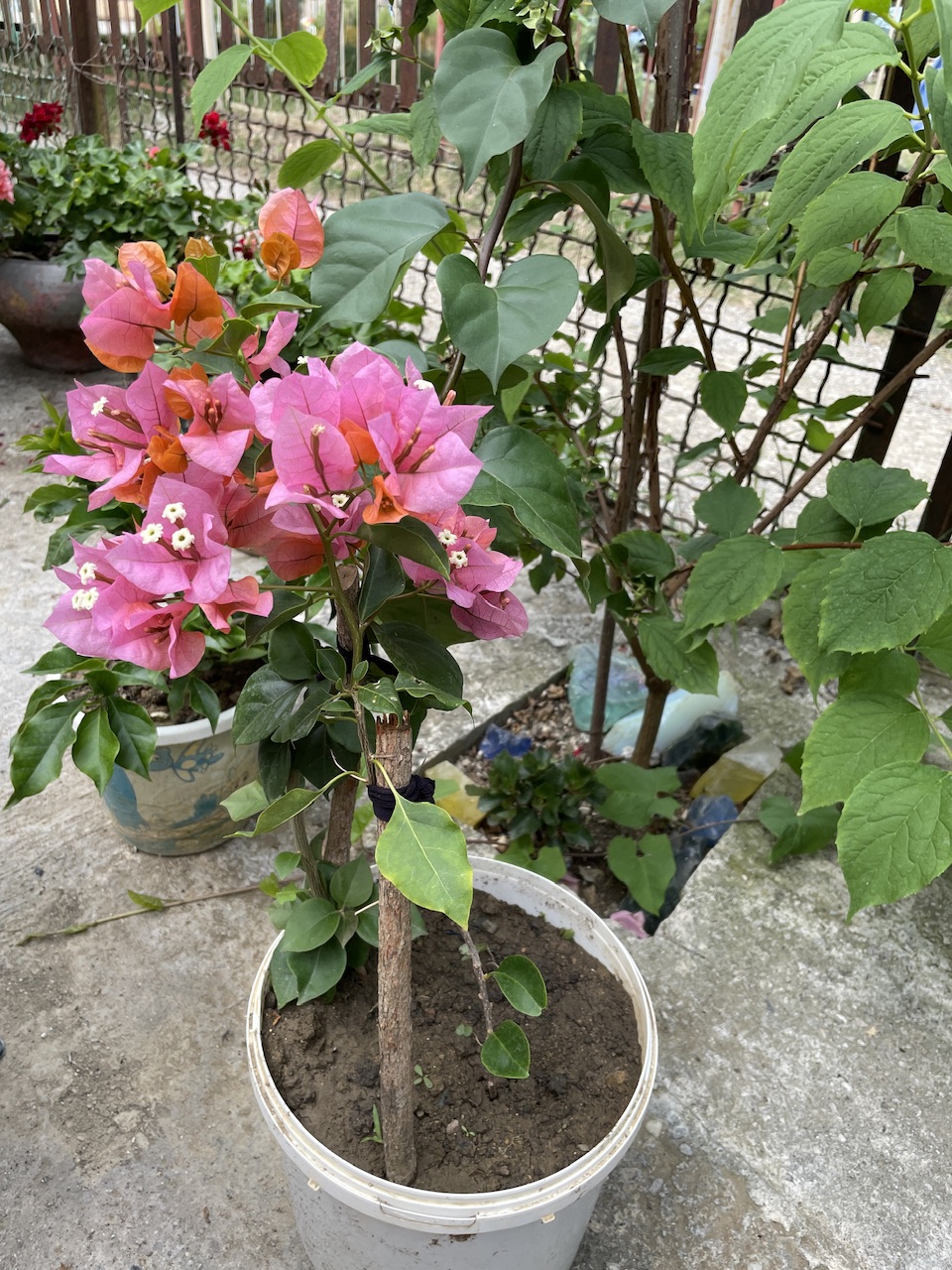 IMG_2360.jpeg