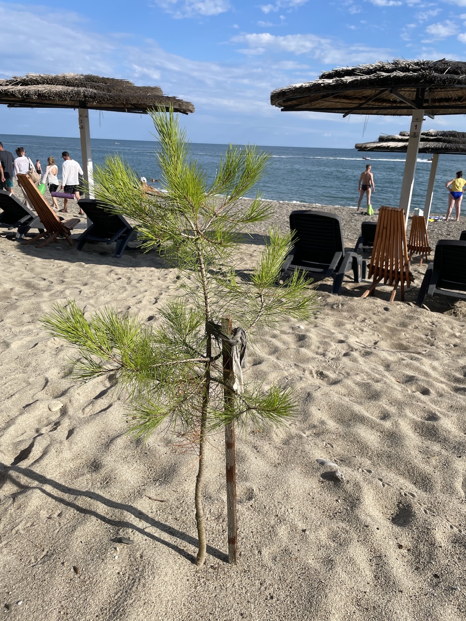 IMG_2642.jpeg