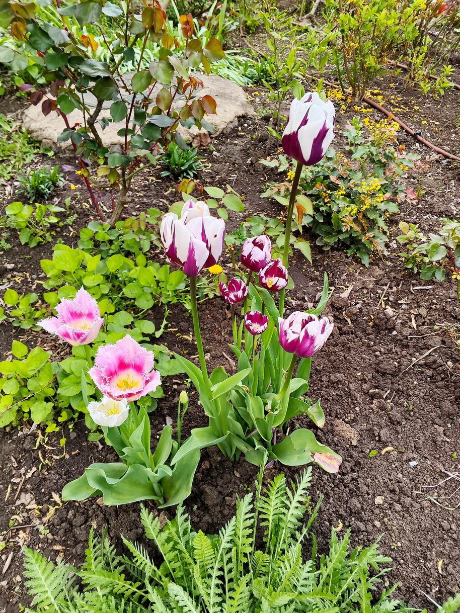IMG_316 тюльпаны.jpg