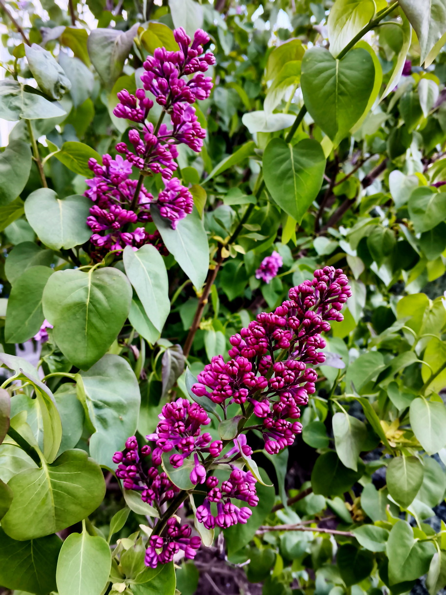 IMG_362 сирень.jpg