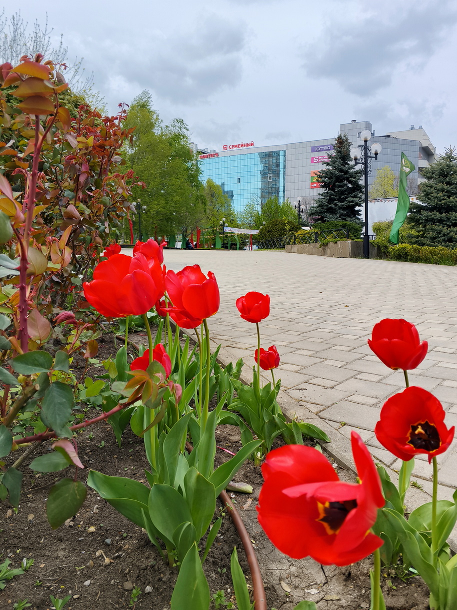 IMG_375 Краснодар тюльпаны.jpg
