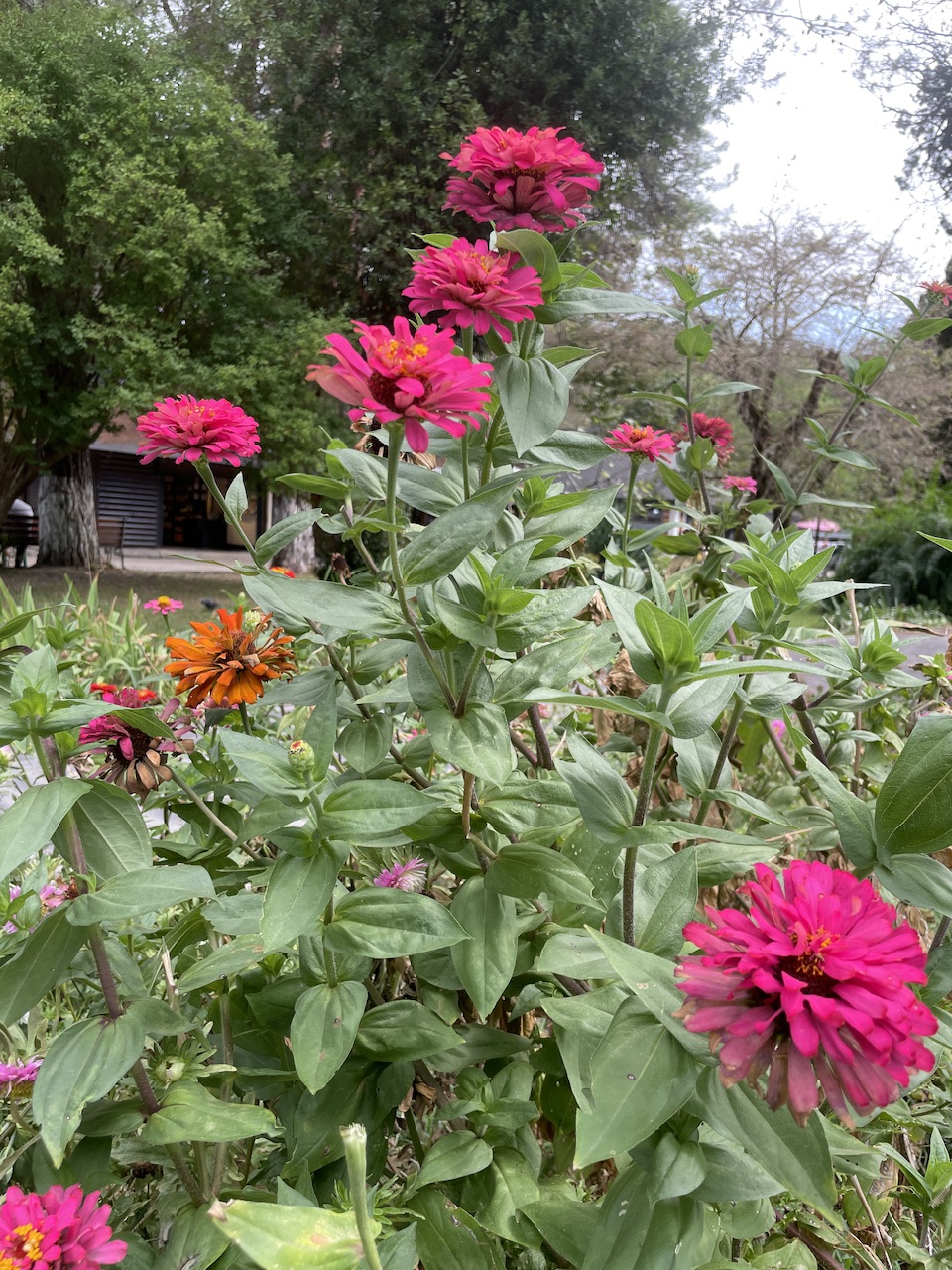 IMG_3851.jpeg