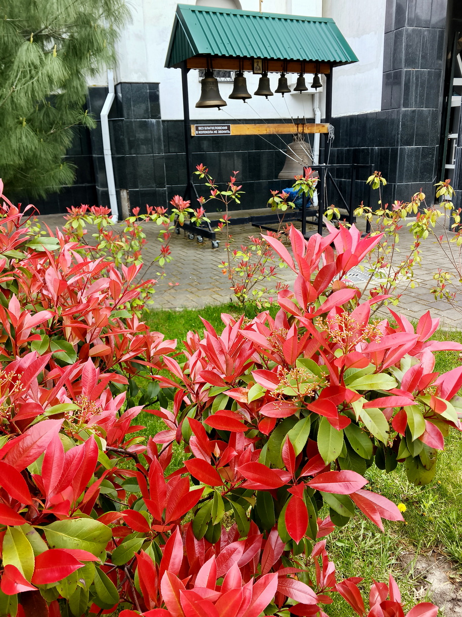 IMG_773 Фотиния Фразера Red Robin.jpg