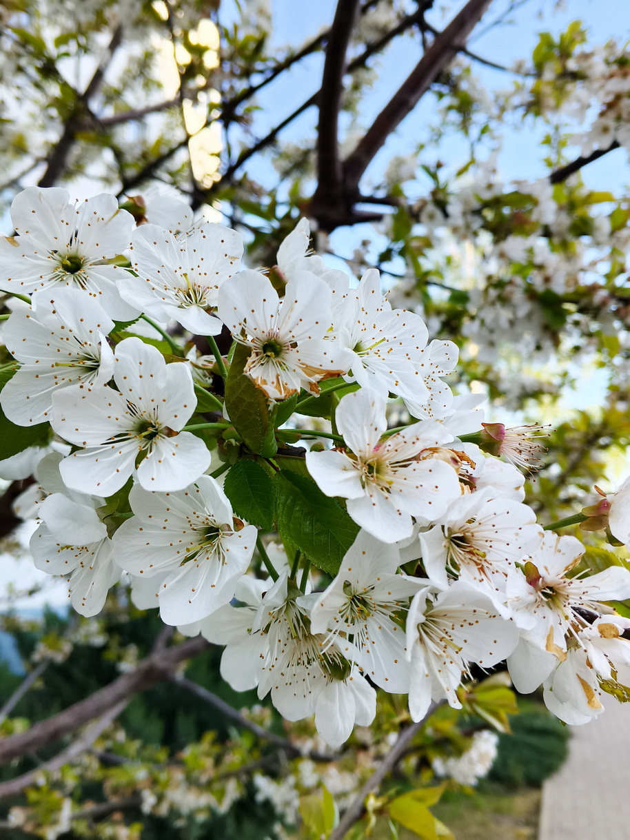 IMG_936 весна.jpg