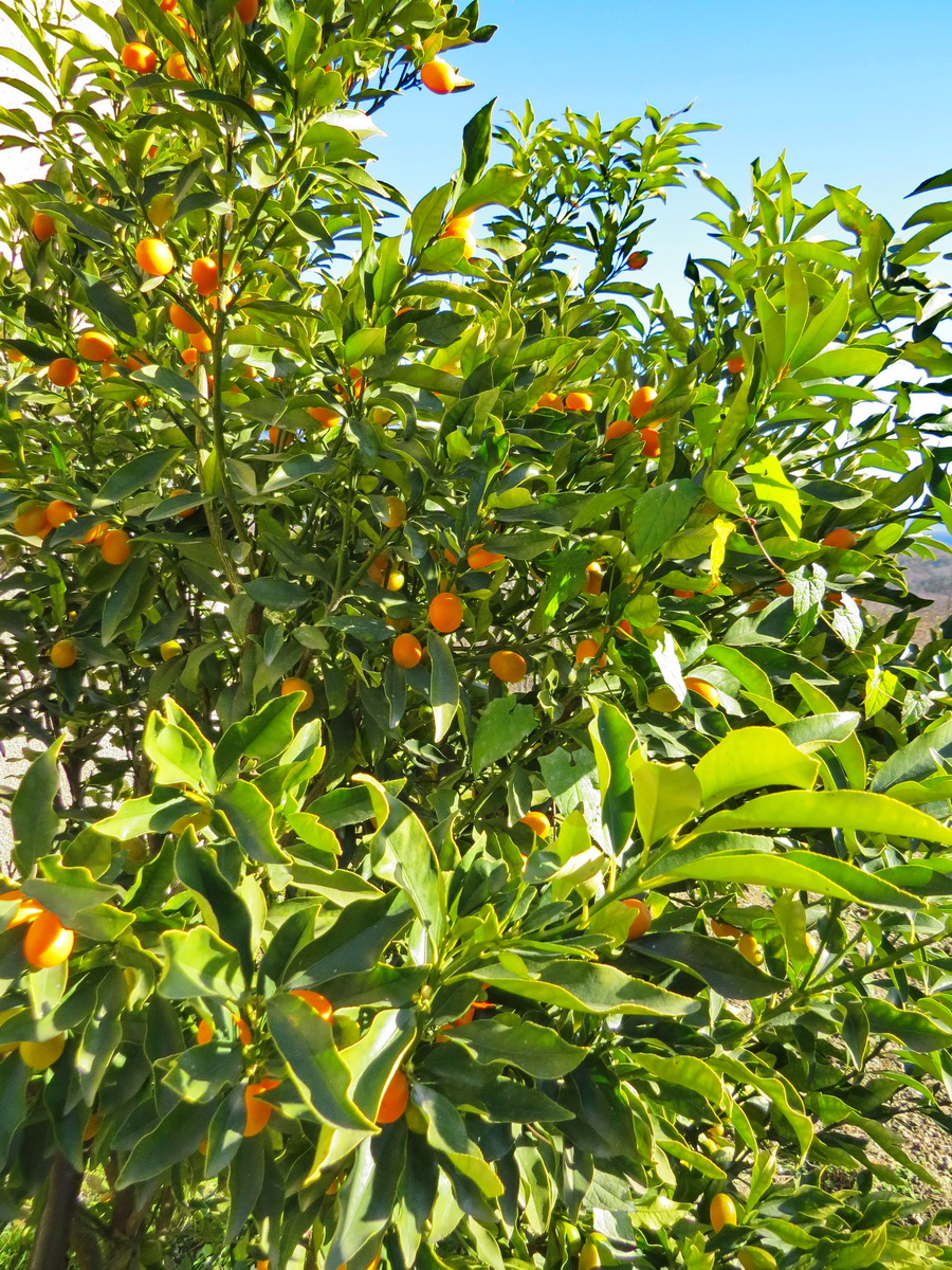 IMG_9565 тумкват.JPG
