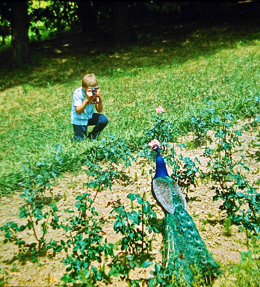 СОЧИ павлин (1986).jpg