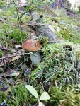 IMG-20200805-WA0009.jpg