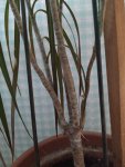 IMG_20200907_085801_compress4.jpg