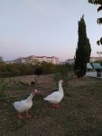 IMG_20201013_174916_compress27.jpg