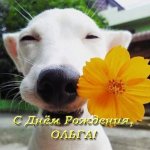 otkrytka-s-dnem-rozhdeniya-dlya-olgi-prikolnaya.jpg