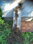 IMG-20201120-WA0003.jpg