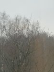 IMG_20201230_154806.jpg