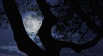 38-luna-derevja_01-2.jpg