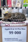 iCat 12.jpg