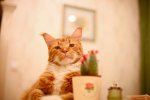 FB_IMG_1611635121837_compress61.jpg