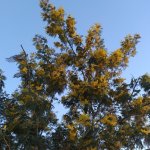 IMG_20210308_175247_resize_67.jpg