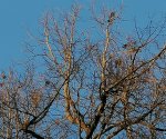 IMG_20210403_182924_831.jpg