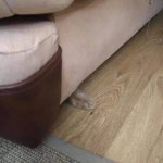 FB_IMG_1618236145825.jpg