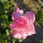 IMG_20210515_182147_resize_40.jpg