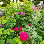 IMG_20210516_062353_resize_7.jpg