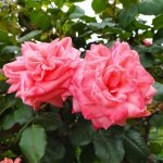 IMG_20210517_102839_resize_46.jpg