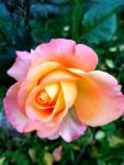 IMG_20190915_161032_HDR.jpg