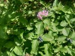 IMG-20210626-WA0033.jpg