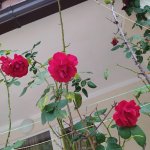 IMG_20210929_115300_resize_71.jpg