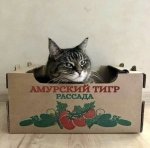 тигр.jpg