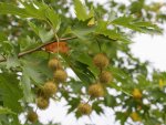 Platanus orientalis2.jpg