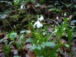 DSC00552-1.jpg