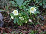 DSC00948-1.jpg