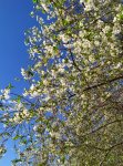 IMG_20220501_160312 Вишня.jpg